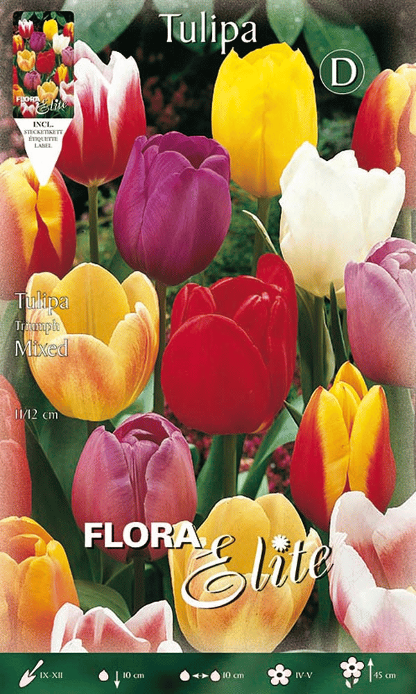 TULIPANO TRIUMPH MIX DI COLORI (CONFEZIONE DA 7 BULBI)