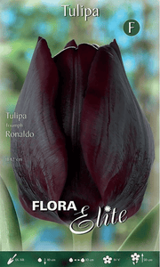 TULIPANO TRIUMPH RONALDO (CONFEZIONE DA 7 BULBI)