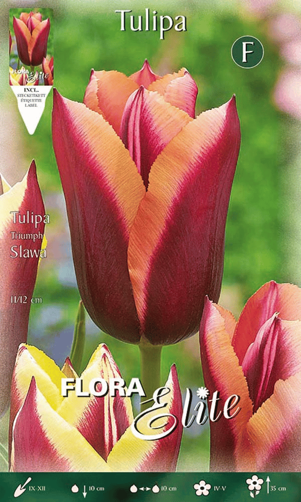 TULIPANO TRIUMPH SLAWA (CONFEZIONE DA 7 BULBI)