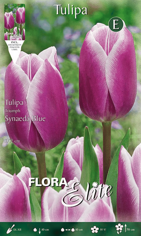 TULIPANO TRIUMPH SYNAEDA BLUE (CONFEZIONE DA 7 BULBI)