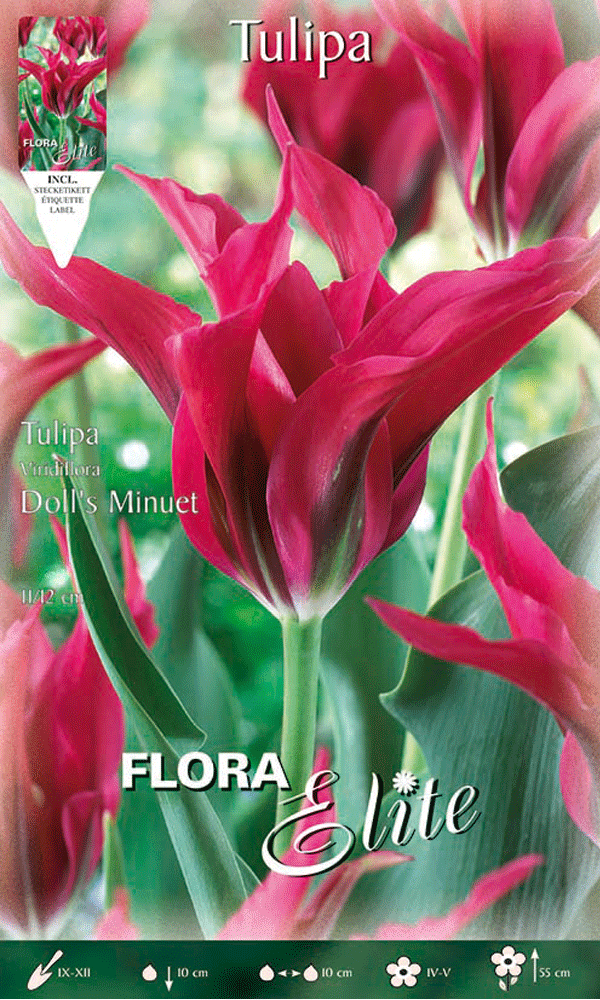 TULIPANO VIRIDIFLORA DOLL'S MINUET (CONFEZIONE DA 7 BULBI)