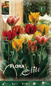 TULIPANO VIRIDIFLORA MIX DI COLORI (CONFEZIONE DA 7 BULBI)