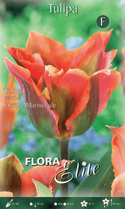 TULIPANO VIRIDIFLORA ORANGE MARMELADE (CONFEZIONE DA 7 BULBI)