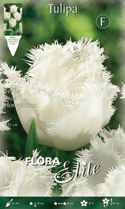 TULIPANO SFRANGIATI HONEYMOON (CONFEZIONE DA 7 BULBI)