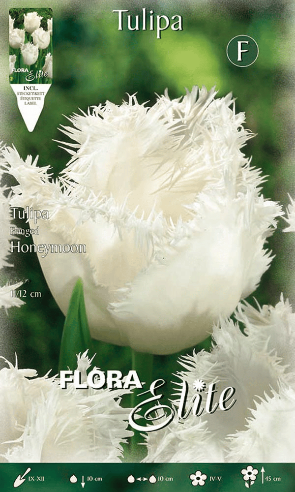 TULIPANO SFRANGIATI HONEYMOON (CONFEZIONE DA 7 BULBI)