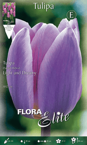 TULIPANO DARWIN LIGHT AND DREAMY (CONFEZIONE DA 10 BULBI)