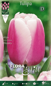 TULIPANO DARWIN HYBRID OLLIOULES (CONFEZIONE DA 10 BULBI)