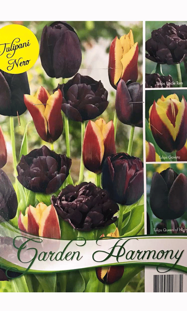 COLLEZIONE 15 BULBI DI TULIPANI NERI PER AIUOLE E VASI