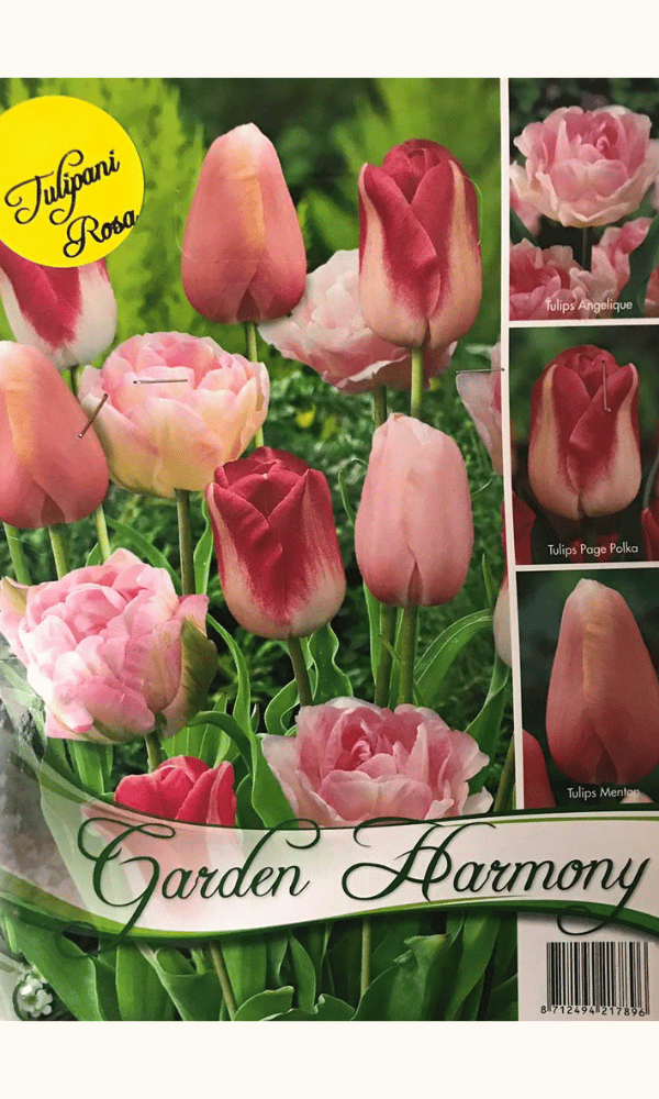 COLLEZIONE 15 BULBI DI TULIPANI ROSA PER AIUOLE E VASI