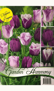 COLLEZIONE 15 BULBI DI TULIPANI VIOLA PER AIUOLE E VASI