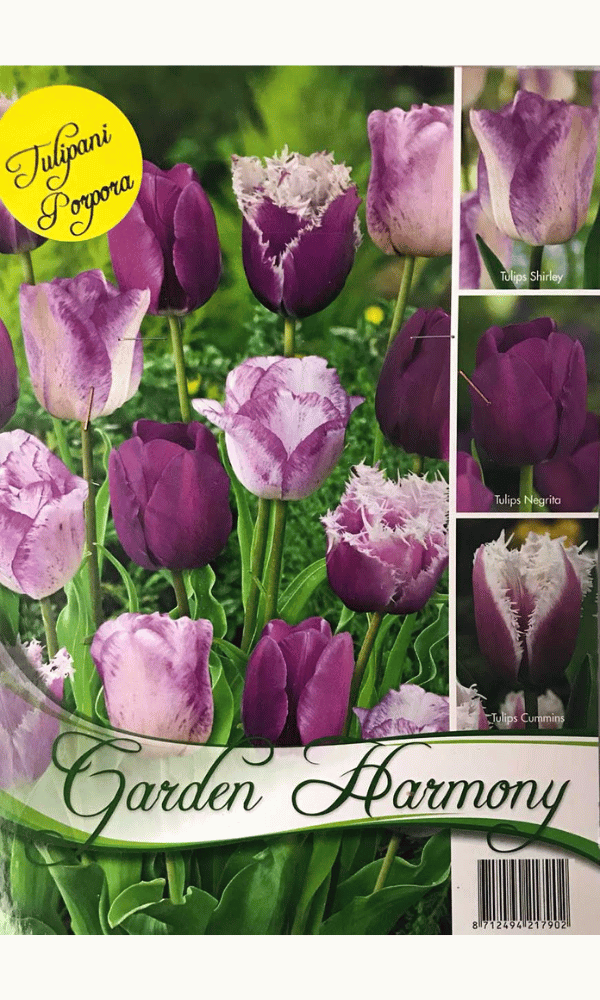 COLLEZIONE 15 BULBI DI TULIPANI VIOLA PER AIUOLE E VASI