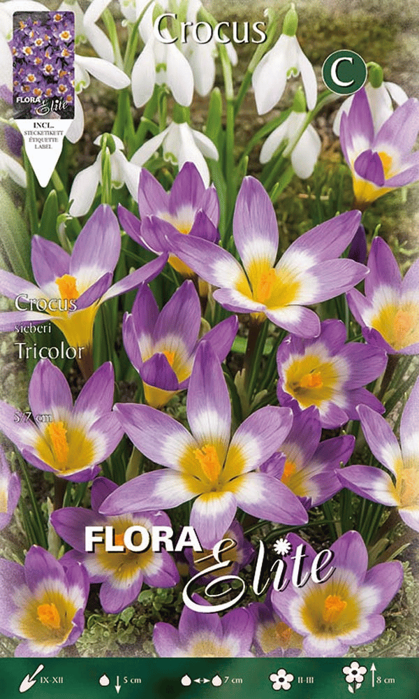 CROCUS SIEBERI TRICOLOR (CONFEZIONE 15 BULBI)