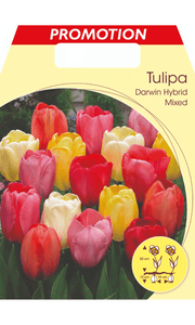 TULIPANO DARWIN HYBRID MIXED (CONFEZIONE DA 20 BULBI)