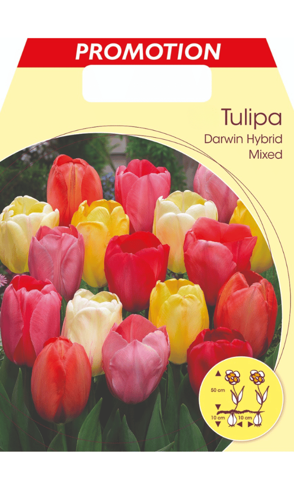 TULIPANO DARWIN HYBRID MIXED (CONFEZIONE DA 20 BULBI)