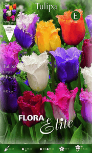 TULIPANO SFRANGIATI MIX DI COLORI (CONFEZIONE DA 7 BULBI)