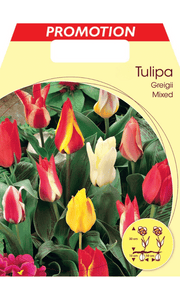 TULIPANO GREIGII IN MIX DI COLORI (CONFEZIONE DA 20 BULBI)