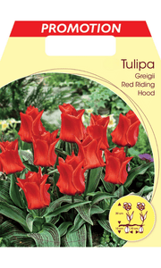 TULIPANO GREIGII RED RIDING HOOD (CONFEZIONE DA 20 BULBI)