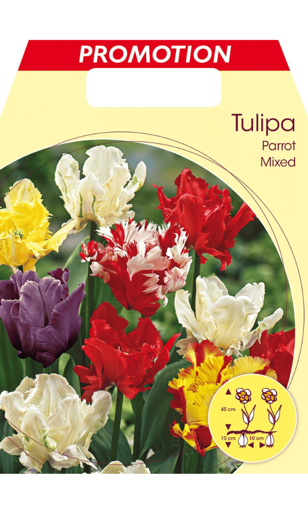 TULIPANO PARROT MIX DI COLORI (CONFEZIONE DA 20 BULBI)