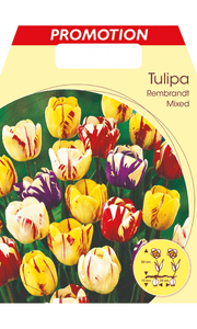 TULIPANO REMBRANDT MIX DI COLORI (CONFEZIONE DA 20 BULBI)