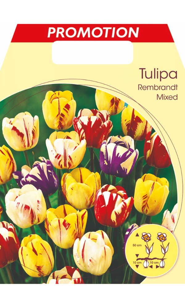 TULIPANO REMBRANDT MIX DI COLORI (CONFEZIONE DA 20 BULBI)