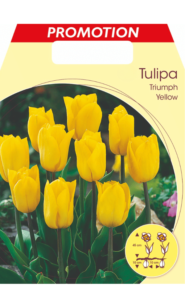 TULIPANO TRIUMPH GIALLO (CONFEZIONE DA 20 BULBI)