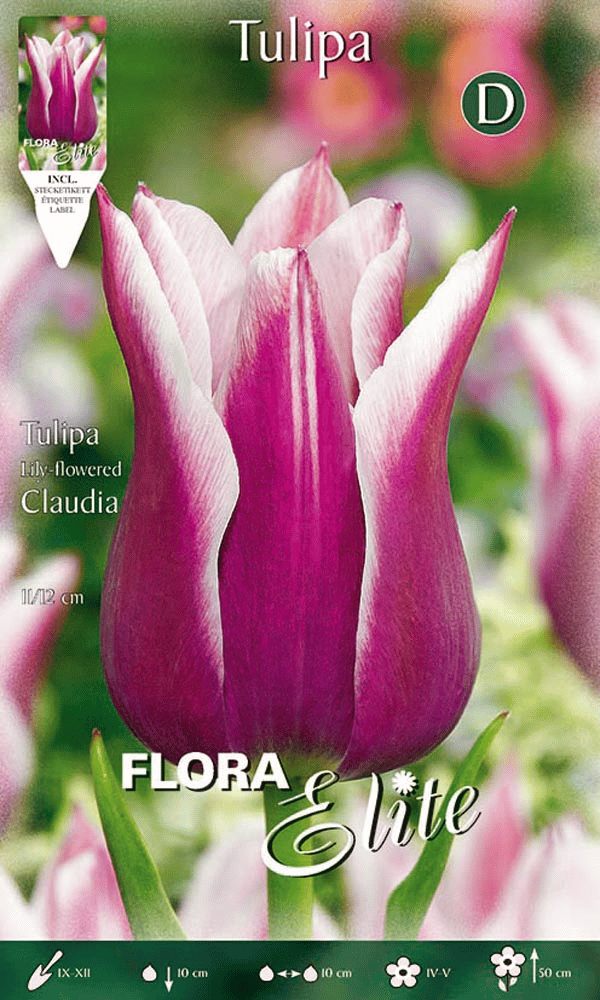 BULBI TULIPANO LILYFLOWERING CLAUDIA (CONFEZIONE DA 7 BULBI)
