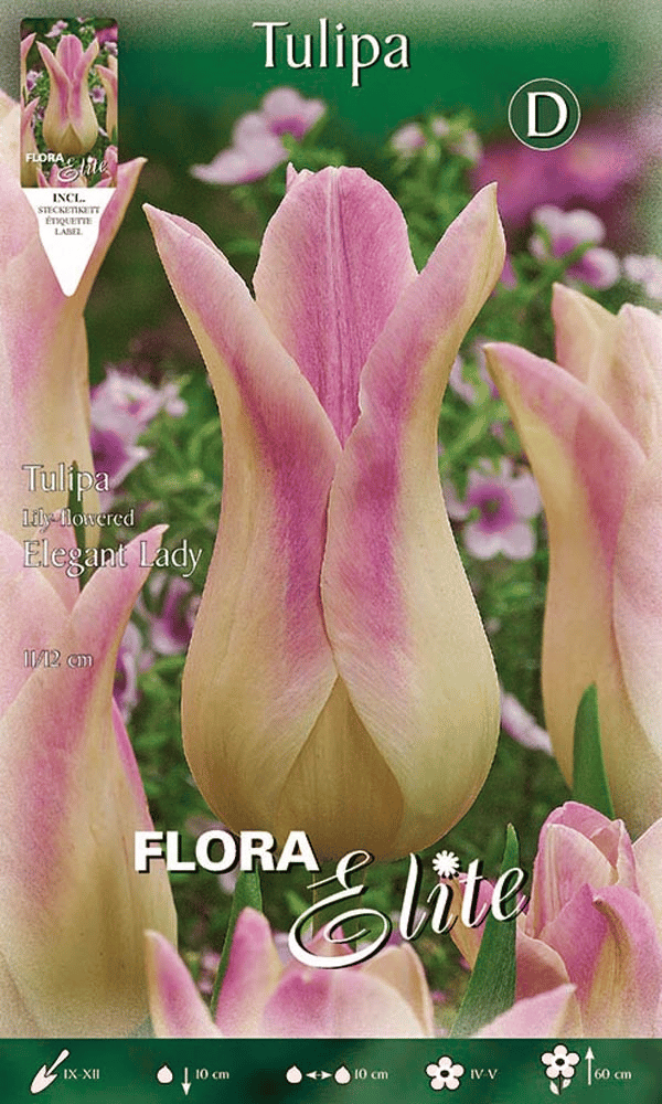 TULIPANO FIOR DI GIGLIO ELEGANT LADY (CONFEZIONE DA 7BULBI)