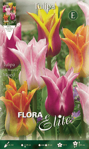 TULIPANO FIOR DI GIGLIO MIX DI COLORI (CONFEZIONE DA 7 BULBI)