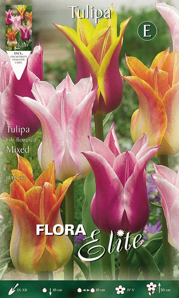 TULIPANO FIOR DI GIGLIO MIX DI COLORI (CONFEZIONE DA 7 BULBI)