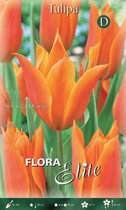 TULIPANO FIOR DI GIGLIO SYNAEDA ORANGE (CONFEZIONE DA 7 BULBI)
