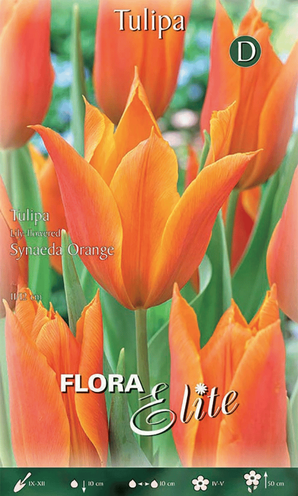 TULIPANO FIOR DI GIGLIO SYNAEDA ORANGE (CONFEZIONE DA 7 BULBI)
