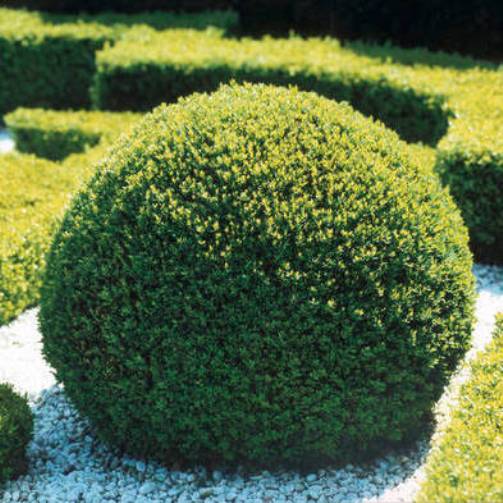 BUXUS BOSSO SEMPERVIRENS VASO 19CM