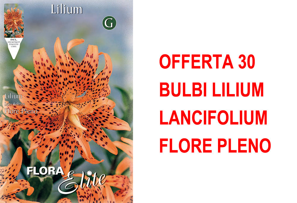 OFFERTA 30 BULBI LILIUM LANCIFOLIUM FLORE PLENO