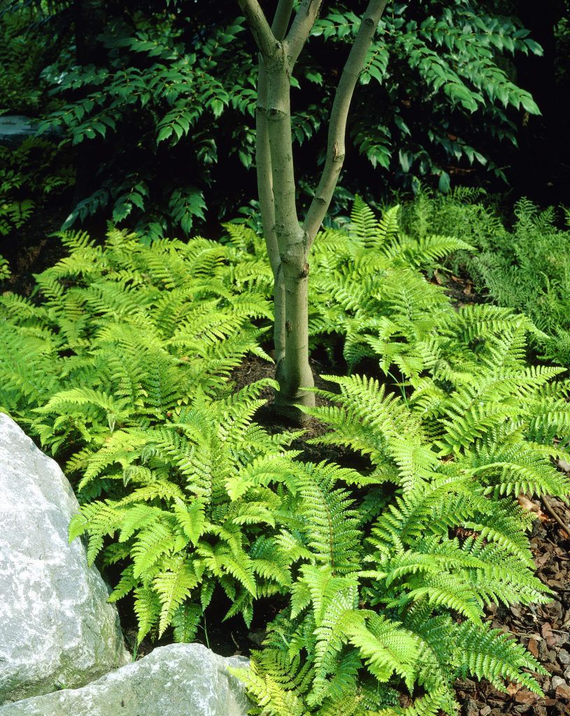 FELCE POLYSTICHUM POLYBLEPHARUM VASO 19CM