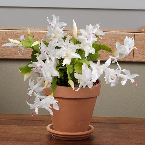 SCHLUMBERGERA CACTUS DI NATALE IN VASO 9CM COLORE A SCELTA