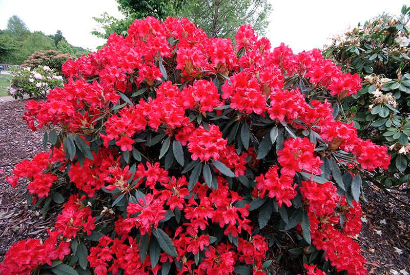 RODODENDRO VULCAN IN VASO 18CM