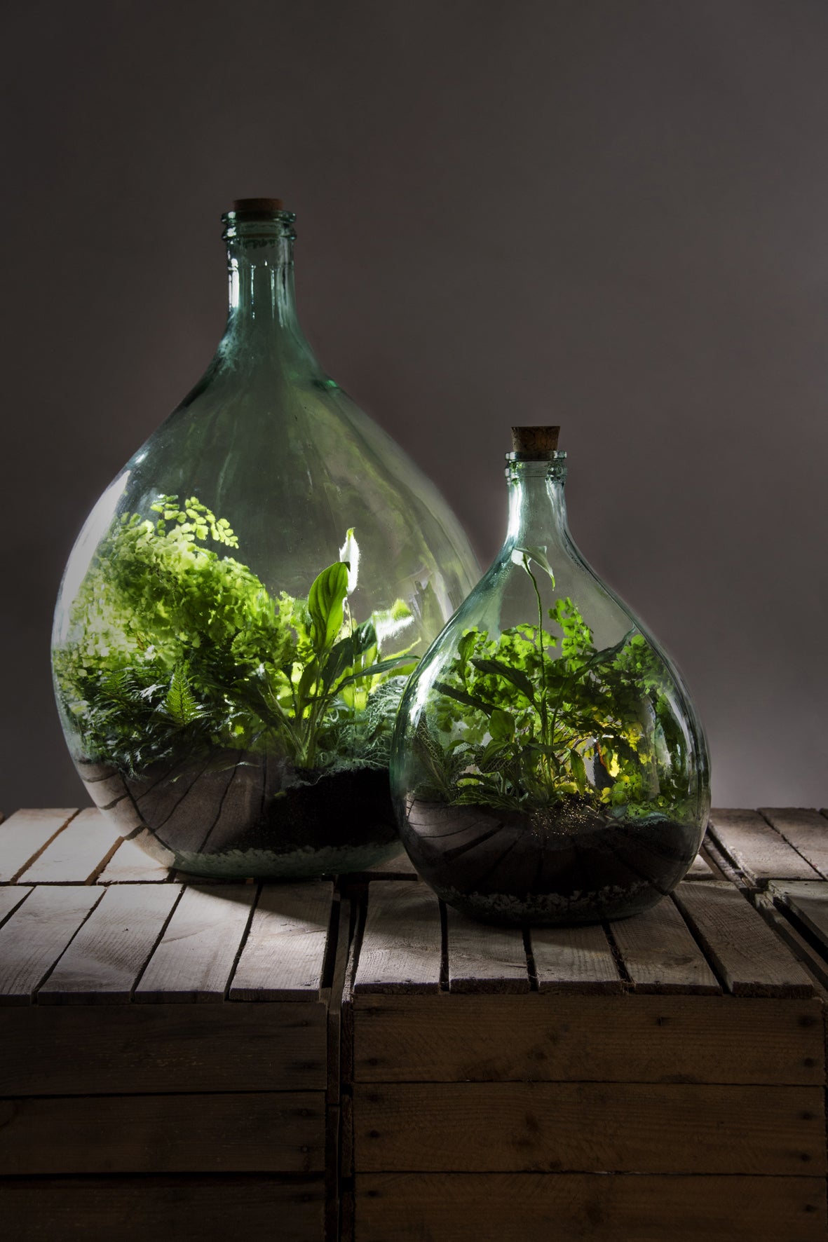 SUBSTRATO 5 LITRI PER ECOSISTEMA TERRARIUM