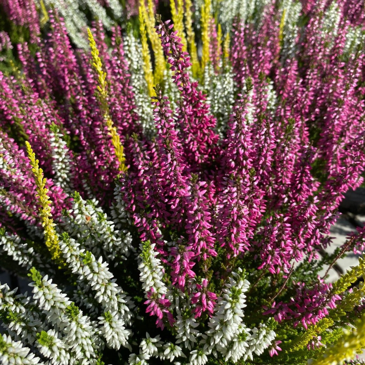 ERICA CALLUNA GARDEN GIRLS BICOLOR IN VASO 21CM