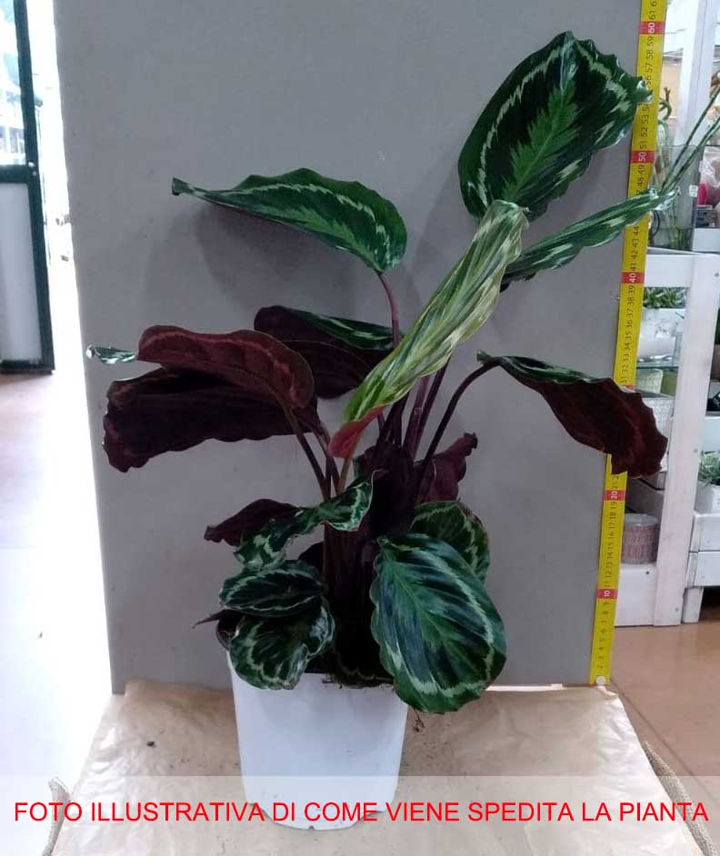 MARANTHA MEDAILLON IN VASO 17CM
