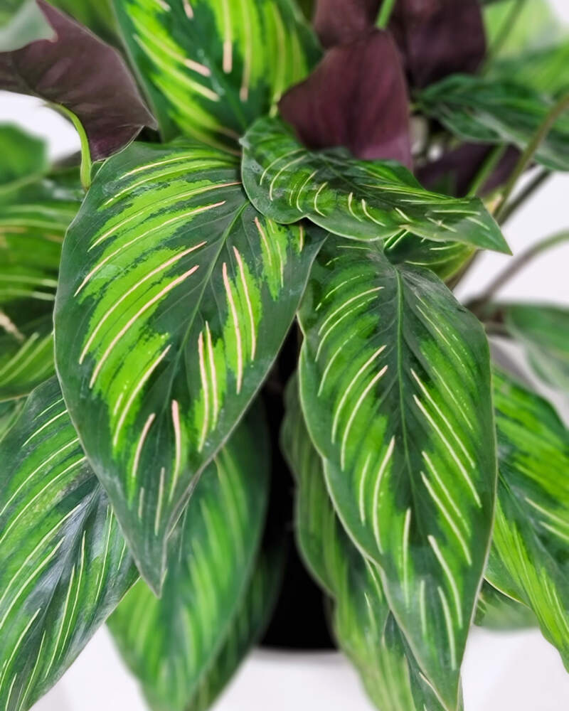 CALATHEA BEAUTY STAR IN VASO 14CM