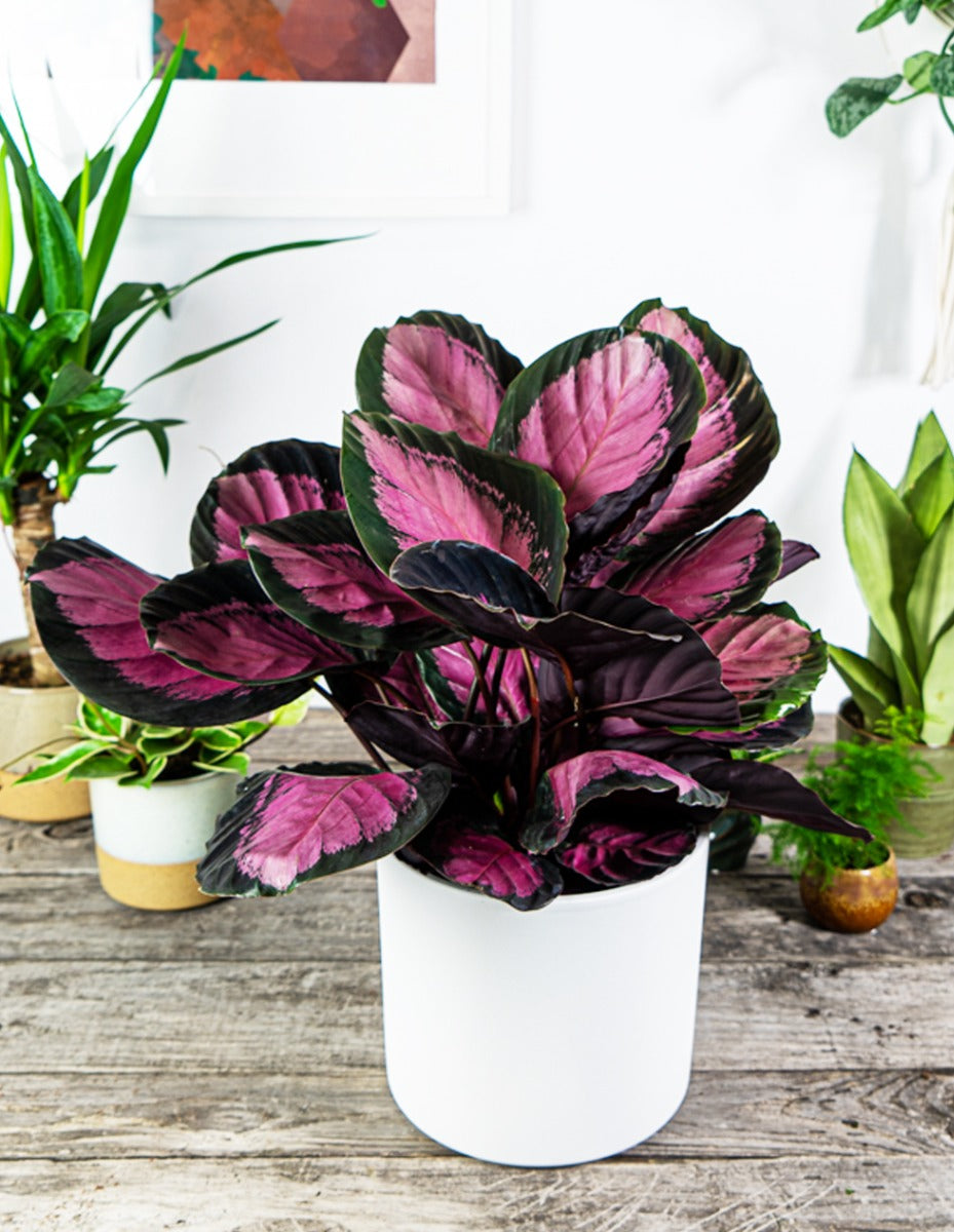 CALATHEA CRIMSON IN VASO 14CM