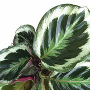 CALATHEA MEDALLION IN VASO 12CM