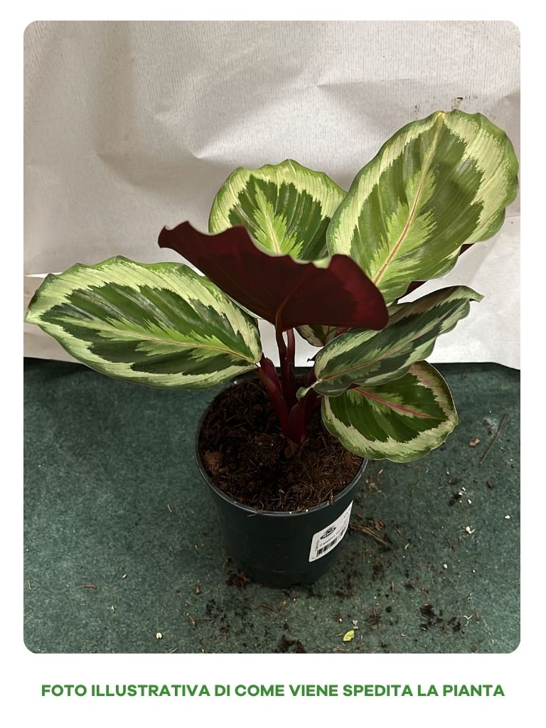 CALATHEA MEDALLION IN VASO 12CM