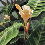 CALATHEA WARSEWICSZII IN VASO 19CM