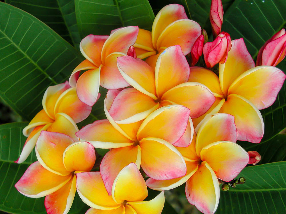 PLUMERIA POMELIA CALIFORNIA IN VASO 18CM