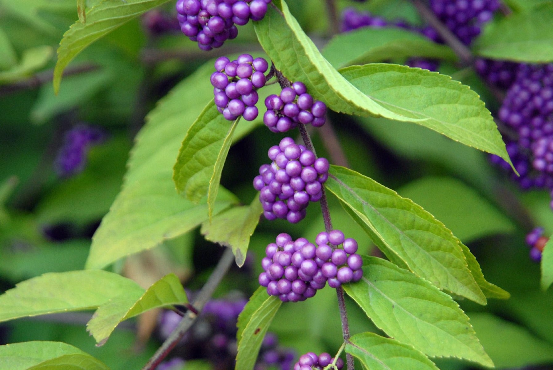 CALLICARPA DICH ISSAI DA 19CM
