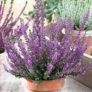 ERICA CALLUNA BEAUTY LADIES VIOLA IN VASO 13CM