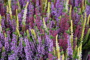 OFFERTA 3 PIANTE DI CALLUNA ERICA COLORI ASSORTITI VASO 12CM