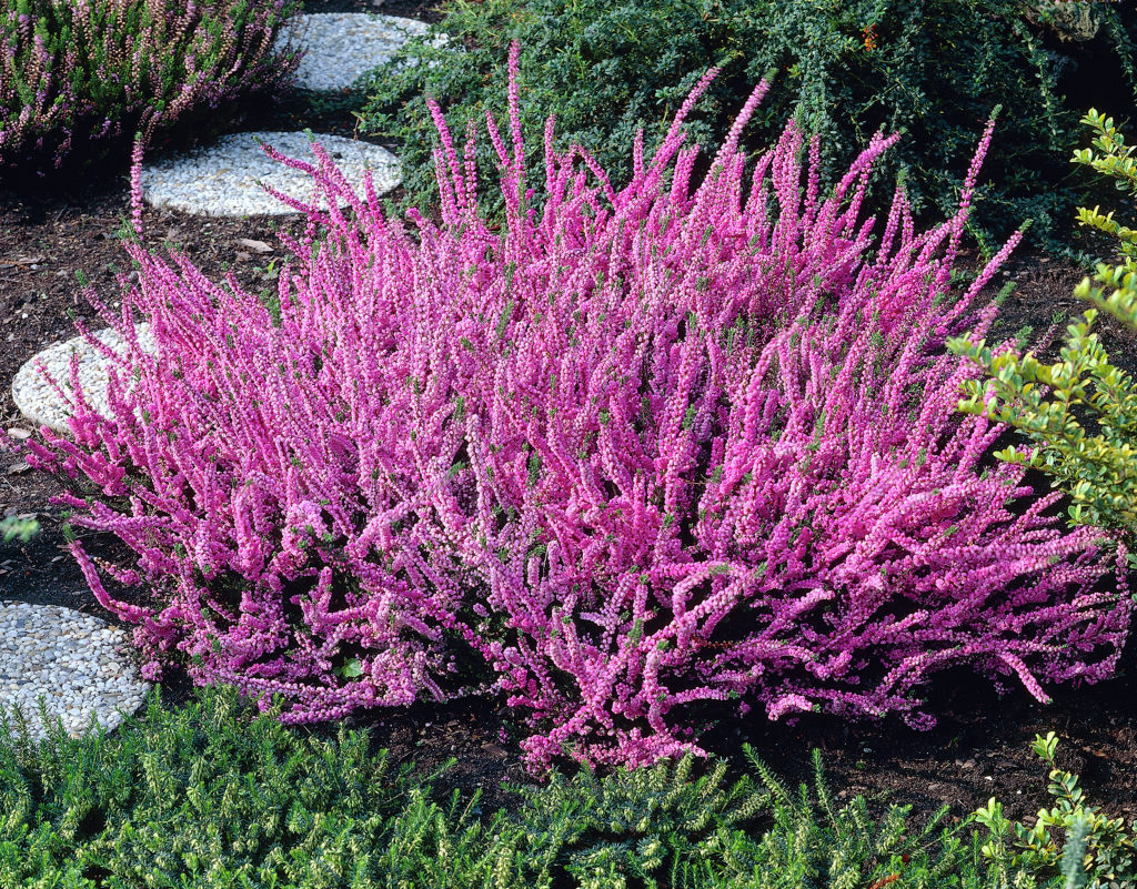 OFFERTA 3 PIANTE DI CALLUNA ERICA FUCSIA VASO 12CM