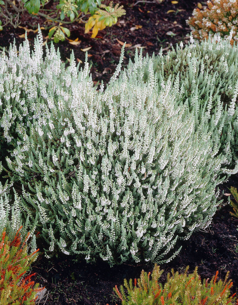 OFFERTA 3 PIANTE DI CALLUNA ERICA VASO 12CM